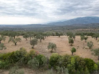 SABRİ PINARBAŞI 'dan EDREMİT YAYLA ÖNÜN'de SATILIK ZEYTİNLİK