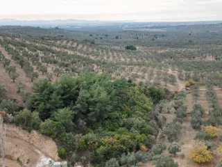 SABRİ PINARBAŞI 'dan EDREMİT YAYLA ÖNÜN'de SATILIK ZEYTİNLİK
