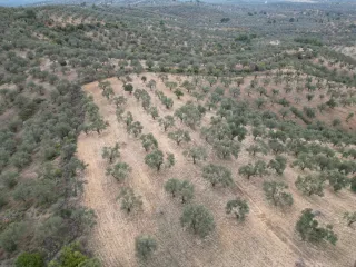SABRİ PINARBAŞI 'dan EDREMİT YAYLA ÖNÜN'de SATILIK ZEYTİNLİK