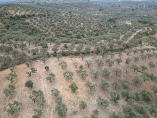 SABRİ PINARBAŞI 'dan EDREMİT YAYLA ÖNÜN'de SATILIK ZEYTİNLİK