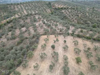 SABRİ PINARBAŞI 'dan EDREMİT YAYLA ÖNÜN'de SATILIK ZEYTİNLİK