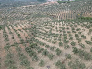 SABRİ PINARBAŞI 'dan EDREMİT YAYLA ÖNÜN'de SATILIK ZEYTİNLİK