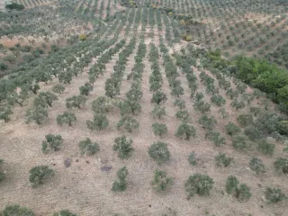SABRİ PINARBAŞI 'dan EDREMİT YAYLA ÖNÜN'de SATILIK ZEYTİNLİK