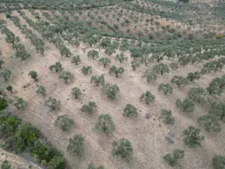 SABRİ PINARBAŞI 'dan EDREMİT YAYLA ÖNÜN'de SATILIK ZEYTİNLİK