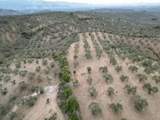 SABRİ PINARBAŞI 'dan EDREMİT YAYLA ÖNÜN'de SATILIK ZEYTİNLİK