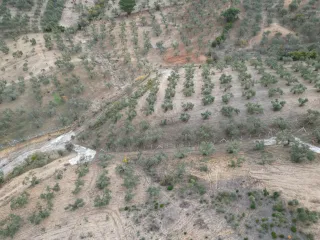 SABRİ PINARBAŞI 'dan EDREMİT YAYLA ÖNÜN'de SATILIK ZEYTİNLİK