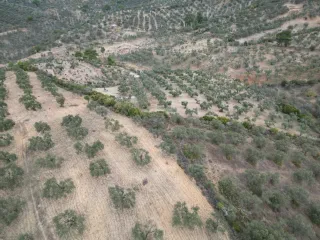 SABRİ PINARBAŞI 'dan EDREMİT YAYLA ÖNÜN'de SATILIK ZEYTİNLİK