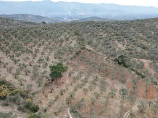 SABRİ PINARBAŞI 'dan EDREMİT YAYLA ÖNÜN'de SATILIK ZEYTİNLİK