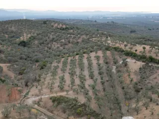 SABRİ PINARBAŞI 'dan EDREMİT YAYLA ÖNÜN'de SATILIK ZEYTİNLİK