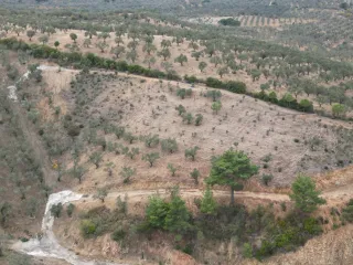 SABRİ PINARBAŞI 'dan EDREMİT YAYLA ÖNÜN'de SATILIK ZEYTİNLİK