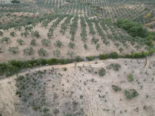 SABRİ PINARBAŞI 'dan EDREMİT YAYLA ÖNÜN'de SATILIK ZEYTİNLİK