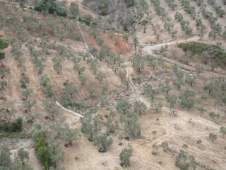 SABRİ PINARBAŞI 'dan EDREMİT YAYLA ÖNÜN'de SATILIK ZEYTİNLİK