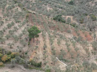 SABRİ PINARBAŞI 'dan EDREMİT YAYLA ÖNÜN'de SATILIK ZEYTİNLİK