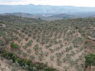 SABRİ PINARBAŞI 'dan EDREMİT YAYLA ÖNÜN'de SATILIK ZEYTİNLİK