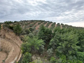 SABRİ PINARBAŞI 'dan EDREMİT YAYLA ÖNÜN'de SATILIK ZEYTİNLİK