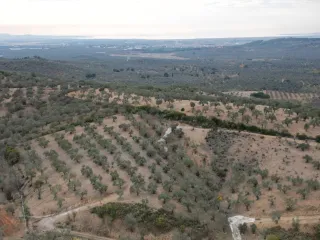 SABRİ PINARBAŞI 'dan EDREMİT YAYLA ÖNÜN'de SATILIK ZEYTİNLİK
