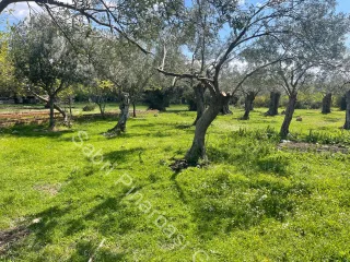 SABRİ PINARBAŞI'dan ZEYTİNLİ'de SATILIK (kat karşılığıda verilebilir) ARSA
