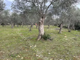 SABRİ PINARBAŞI'dan ZEYTİNLİ BÖLGESİNDE SATILIK 5DÖNÜM ZEYTİNLİK