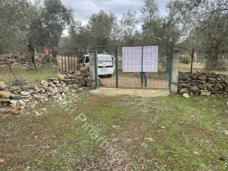 SABRİ PINARBAŞI'dan ZEYTİNLİ BÖLGESİNDE SATILIK 5DÖNÜM ZEYTİNLİK
