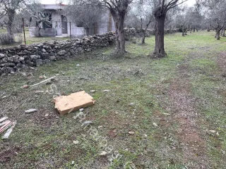 SABRİ PINARBAŞI'dan ZEYTİNLİ BÖLGESİNDE SATILIK 5DÖNÜM ZEYTİNLİK