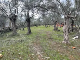 SABRİ PINARBAŞI'dan ZEYTİNLİ BÖLGESİNDE SATILIK 5DÖNÜM ZEYTİNLİK