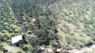 SABRİ PINARBAŞI'dan ZEYTİNLİ BÖLGESİNDE SATILIK 5DÖNÜM ZEYTİNLİK