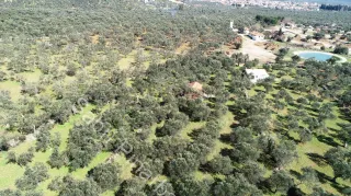 SABRİ PINARBAŞI'dan ZEYTİNLİ BÖLGESİNDE SATILIK 5DÖNÜM ZEYTİNLİK