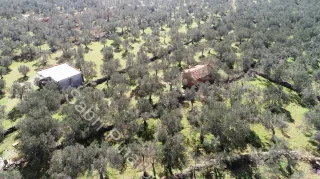 SABRİ PINARBAŞI'dan ZEYTİNLİ BÖLGESİNDE SATILIK 5DÖNÜM ZEYTİNLİK