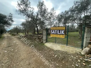 SABRİ PINARBAŞI'dan ZEYTİNLİ BÖLGESİNDE SATILIK 5DÖNÜM ZEYTİNLİK