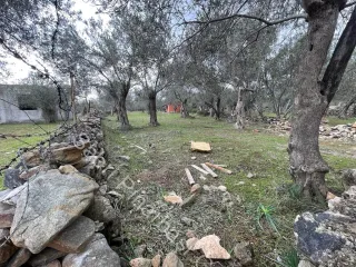 SABRİ PINARBAŞI'dan ZEYTİNLİ BÖLGESİNDE SATILIK 5DÖNÜM ZEYTİNLİK