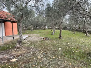 SABRİ PINARBAŞI'dan ZEYTİNLİ BÖLGESİNDE SATILIK 5DÖNÜM ZEYTİNLİK
