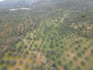 SABRİ PINARBAŞI'dan EDREMİT DERELİ YOLUNDA SATILIK ZEYTİNLİK