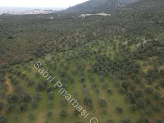 SABRİ PINARBAŞI'dan EDREMİT DERELİ YOLUNDA SATILIK ZEYTİNLİK