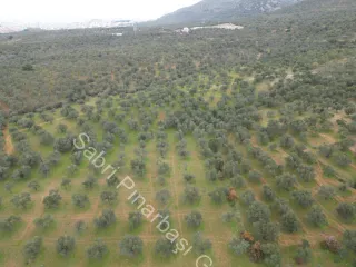 SABRİ PINARBAŞI'dan EDREMİT DERELİ YOLUNDA SATILIK ZEYTİNLİK