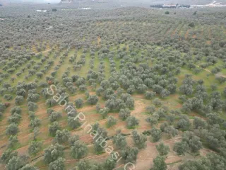 SABRİ PINARBAŞI'dan EDREMİT DERELİ YOLUNDA SATILIK ZEYTİNLİK