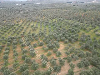 SABRİ PINARBAŞI'dan EDREMİT DERELİ YOLUNDA SATILIK ZEYTİNLİK