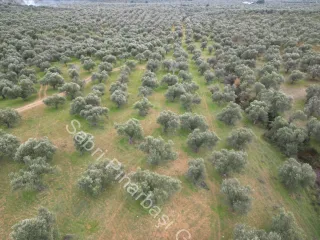SABRİ PINARBAŞI'dan EDREMİT DERELİ YOLUNDA SATILIK ZEYTİNLİK