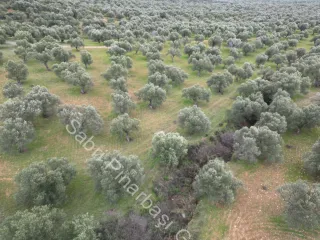 SABRİ PINARBAŞI'dan EDREMİT DERELİ YOLUNDA SATILIK ZEYTİNLİK