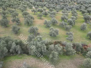 SABRİ PINARBAŞI'dan EDREMİT DERELİ YOLUNDA SATILIK ZEYTİNLİK