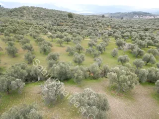 SABRİ PINARBAŞI'dan EDREMİT DERELİ YOLUNDA SATILIK ZEYTİNLİK