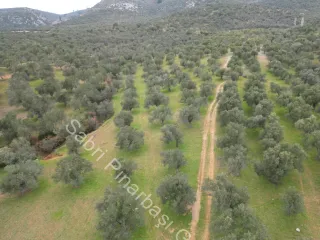 SABRİ PINARBAŞI'dan EDREMİT DERELİ YOLUNDA SATILIK ZEYTİNLİK