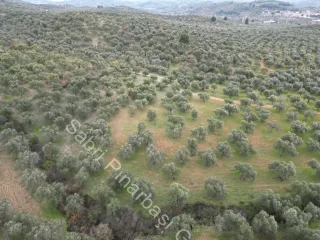 SABRİ PINARBAŞI'dan EDREMİT DERELİ YOLUNDA SATILIK ZEYTİNLİK