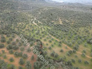 SABRİ PINARBAŞI'dan EDREMİT DERELİ YOLUNDA SATILIK ZEYTİNLİK