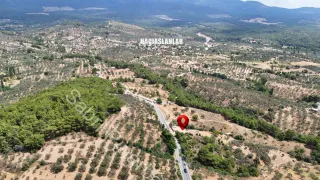 SABRİ PINARBAŞI'dan EDREMiT HACIHASANLAR'da SATILIK 4DÖNÜM SETLERİ HAZIR ZEYTİNLİK