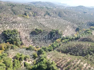 SABRİ PINARBAŞI'dan GÜRE BÖLGESİ TAHTAKUŞLAR'da İMARIN YANINDA 20DÖNÜM ZEYTİNLİK