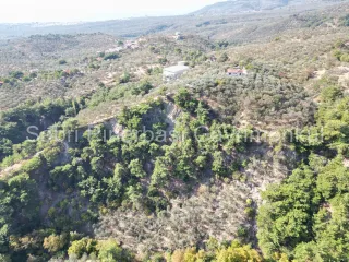 SABRİ PINARBAŞI'dan GÜRE BÖLGESİ TAHTAKUŞLAR'da İMARIN YANINDA 20DÖNÜM ZEYTİNLİK