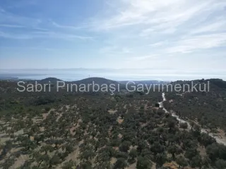 SABRİ PINARBAŞI'dan GÜRE BÖLGESİ TAHTAKUŞLAR'da İMARIN YANINDA 20DÖNÜM ZEYTİNLİK