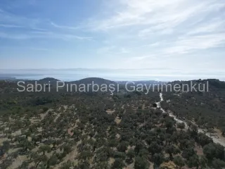 SABRİ PINARBAŞI'dan GÜRE BÖLGESİ TAHTAKUŞLAR'da İMARIN YANINDA 20DÖNÜM ZEYTİNLİK