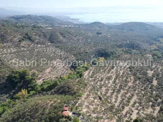 SABRİ PINARBAŞI'dan GÜRE BÖLGESİ TAHTAKUŞLAR'da İMARIN YANINDA 20DÖNÜM ZEYTİNLİK