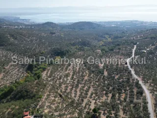 SABRİ PINARBAŞI'dan GÜRE BÖLGESİ TAHTAKUŞLAR'da İMARIN YANINDA 20DÖNÜM ZEYTİNLİK